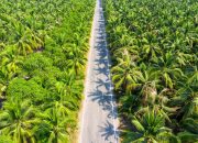 Eks Sekretaris MA Nurhadi Kembali Disorot, KPK Sita Hasil Sawit Rp4,6 Miliar