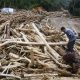 Warga berada di antara tumpukan kayu sisa banjir bandang di sumatra