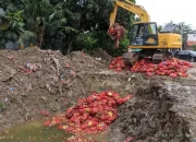 Terungkap! 123 Ton Bawang Bombai Ilegal di Semarang Masuk Lewat Malaysia