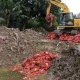 Pemusnahan 123 ton bawang bombai ilegal hasil penyelundupan di Semarang.